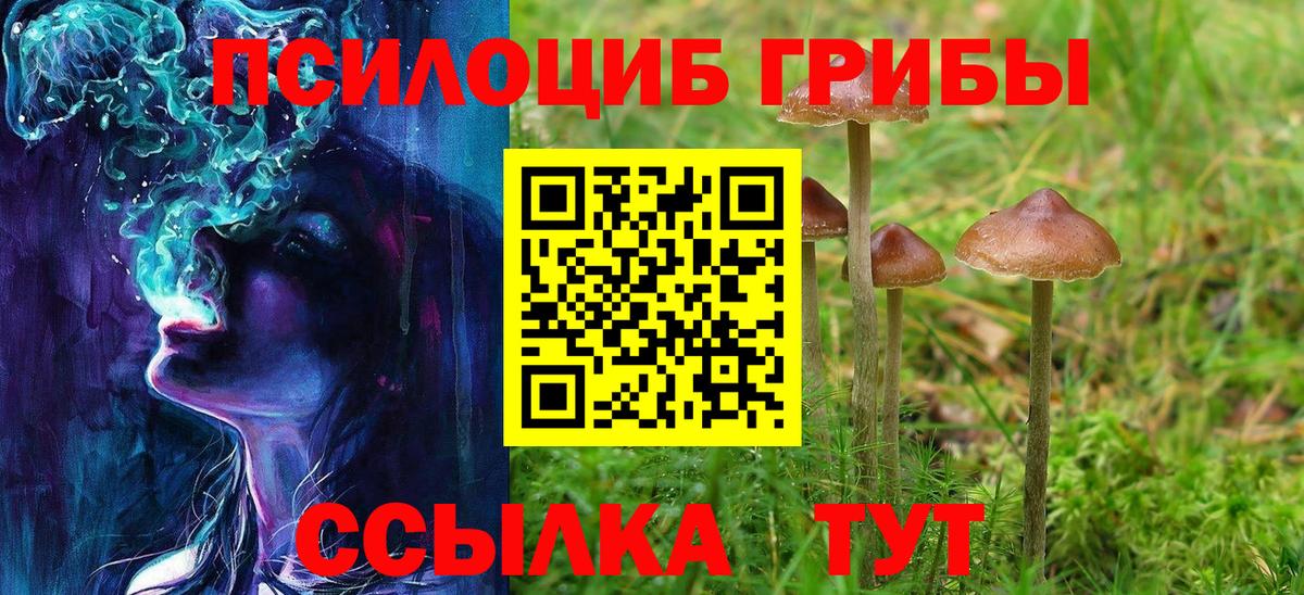 Шадринск  Галлюциногенные грибы Psilocybe  что такое   Вход с VPN 